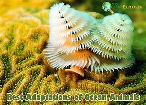 Image result for Ocean Animal Adaptations