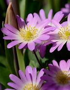 Image result for Anemone blanda Charmer