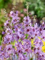 Image result for Lavatera Lilac Lady