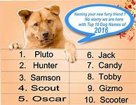 Image result for Funny Names for Dogs