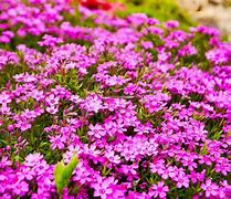 Image result for Hardy Flowering Ground Cover