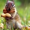 Image result for Cutest Squirrel