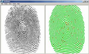 Image result for Common Fingerprint Pattern