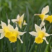 Image result for Narcissus lobularis