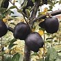 Image result for What Is a Black Diamond Apple