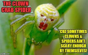 Image result for Dead Spider Meme