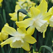 Bildergebnis für Narcissus Pipit