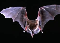 Image result for Evil Bat Wings