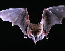 Image result for bat�