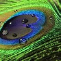 Image result for Peacock Feather Wallpaper for Walls