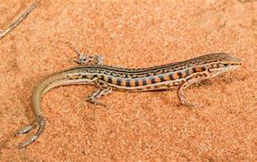 Image result for Lizard Tail