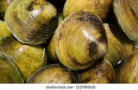 Image result for Hard Shell Clams