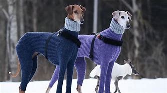 Image result for Dog Sweater Meme