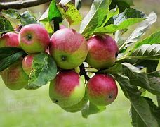 Image result for Red Green Apple