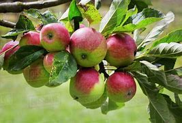 Image result for 6 Apples