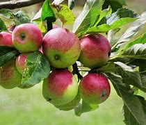 Image result for Red and Green Apples