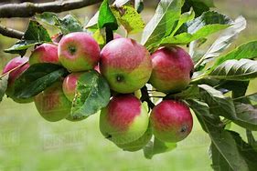 Image result for Five Apples On Branches