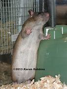 Image result for Blue Belly Rat