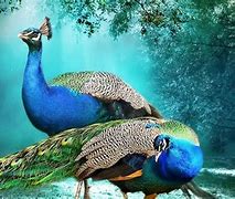 Image result for Peacock Laptop Wallpaper
