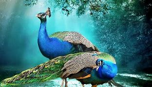 Image result for Peacock Desktop