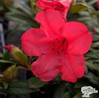 Image result for Rhododendron (F) Elizabeth