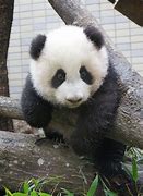 Image result for Cutre Baby Bear and Panda