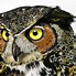 Image result for One Owl Cartoon