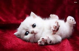 Image result for Cats and Kittens Wallpapers