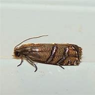 Image result for Cidia Bug