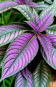 Image result for Cool Plants to Grow Indoors