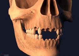 Image result for Sims 4 Jaw Skull