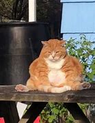 Image result for Fat Orange Cat Meme