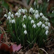 Image result for Galanthus Olana