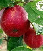 Image result for Jupiter Apple Size