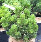 Image result for Pinus mugo Picobello