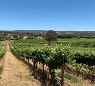 Image result for Sidewood Estate Pinot Blanc