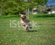 Image result for Dog Running in Park