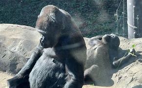 Image result for Toto Nihondaira Zoo Gorilla