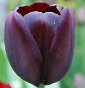 Image result for Tulipa Ronaldo