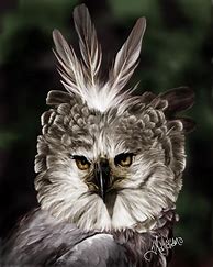 Image result for Harpy Eagle Art
