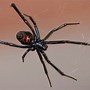 Image result for Dangerous Spiders of Florida