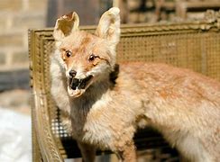 Image result for Botched Taxidermy Meme