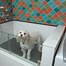 Image result for Dog Shower Gifts