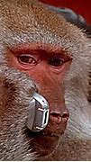 Image result for Monkey On Phone Meme