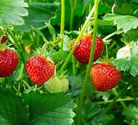 Image result for Strawberry Plant Images