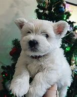 Image result for Westie Happy New Year