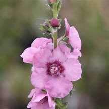 Image result for Verbascum Pink Domino