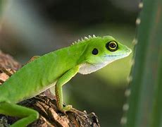Image result for Leafy Tree Dragon Lizard