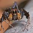 Image result for Chinese Jumping Spider