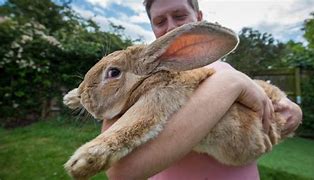 Image result for Biggest Rabbit Ever Recorded